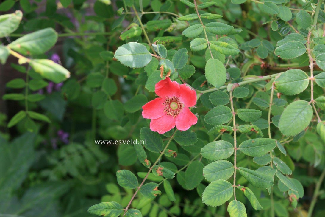 Rosa 'Moyesii Geranium'