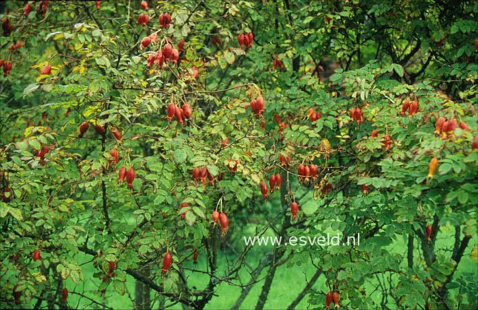 Rosa 'Moyesii' (8983)