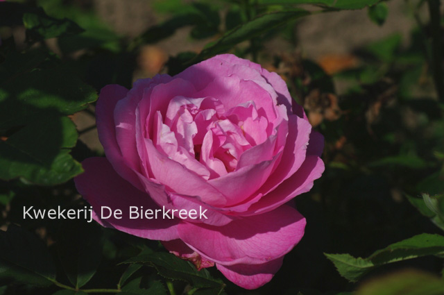 Rosa 'Mrs. John Laing'