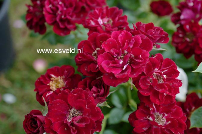 Rosa 'Nina Weibull' (A4382)