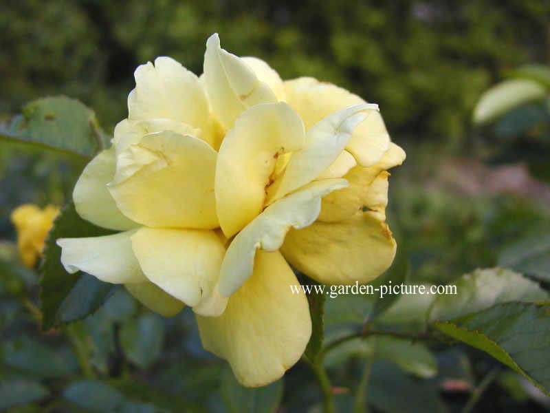 Rosa 'Noalesa' (LOREDO)