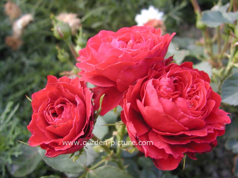 Rosa 'Poultry' (KRONBORG)