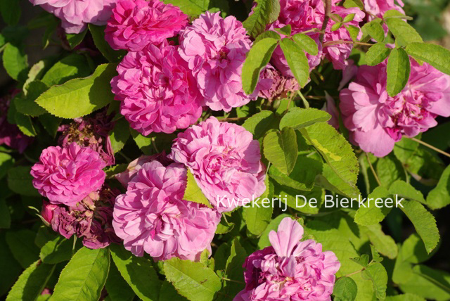 Rosa 'Rose du Roi' Rosa 'Rose du Roi'