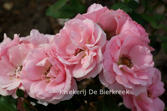 Rosa 'Rosenprofessor Sieber'