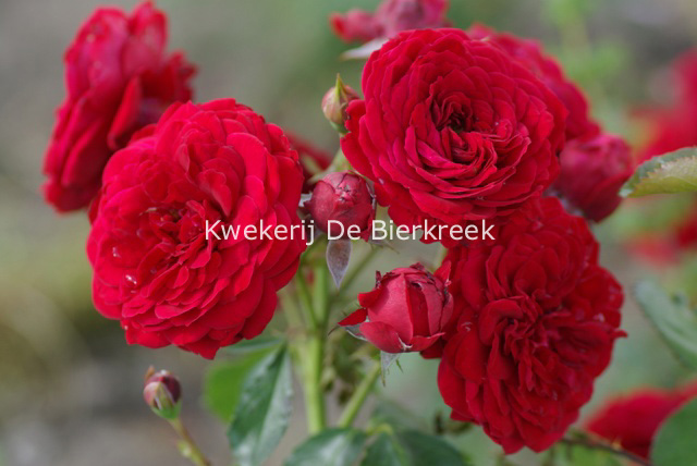 Rosa 'Rotkaepchen'