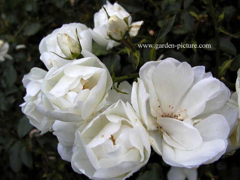 Rosa 'Schneeflocke' Rosa 'Schneeflocke'