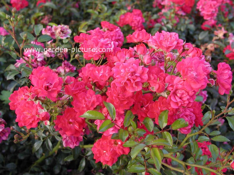 Rosa 'Sperien' (FAIRY QUEEN) Rosa 'Sperien' (FAIRY QUEEN)