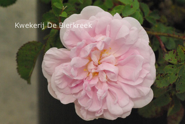 Rosa 'Stanwell Perpetual'