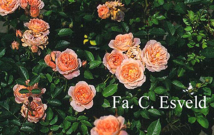 Rosa 'Sweet Dream' Rosa 'Sweet Dream'