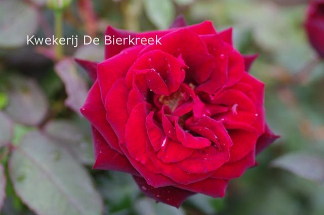 Rosa 'Tanelorak' (TABOO) (82587)