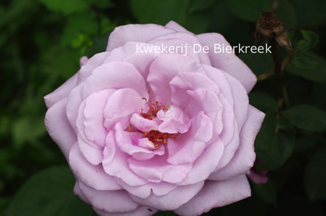 Rosa 'Twice in a Blue Moon'