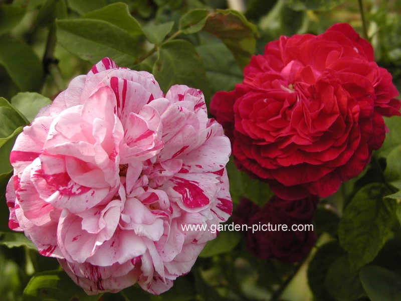 Rosa 'Variegata di Bologna'