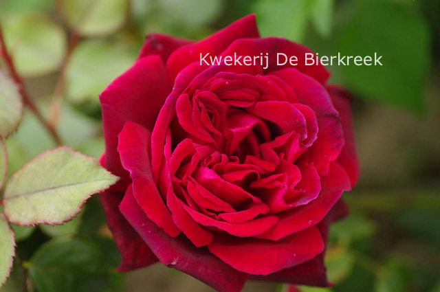 Rosa 'Velvet Fragrance'