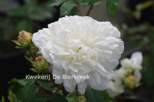 Rosa 'Weisse Gruss an Aachen (F)'