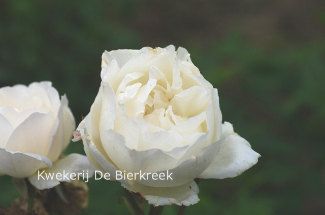 Rosa 'White Queen'