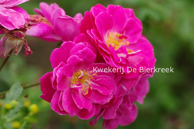Rosa 'Wilhelm Marx'