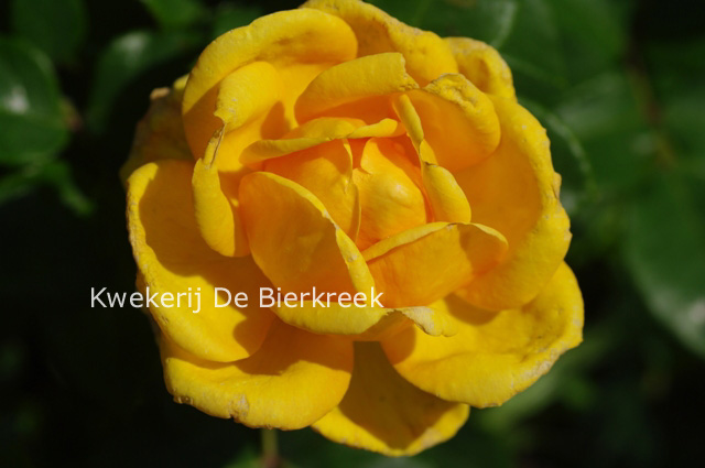 Rosa 'You are my Sunshine' (82457)