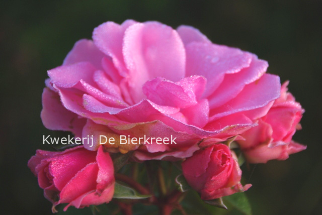 Rosa 'You're Beautiful'