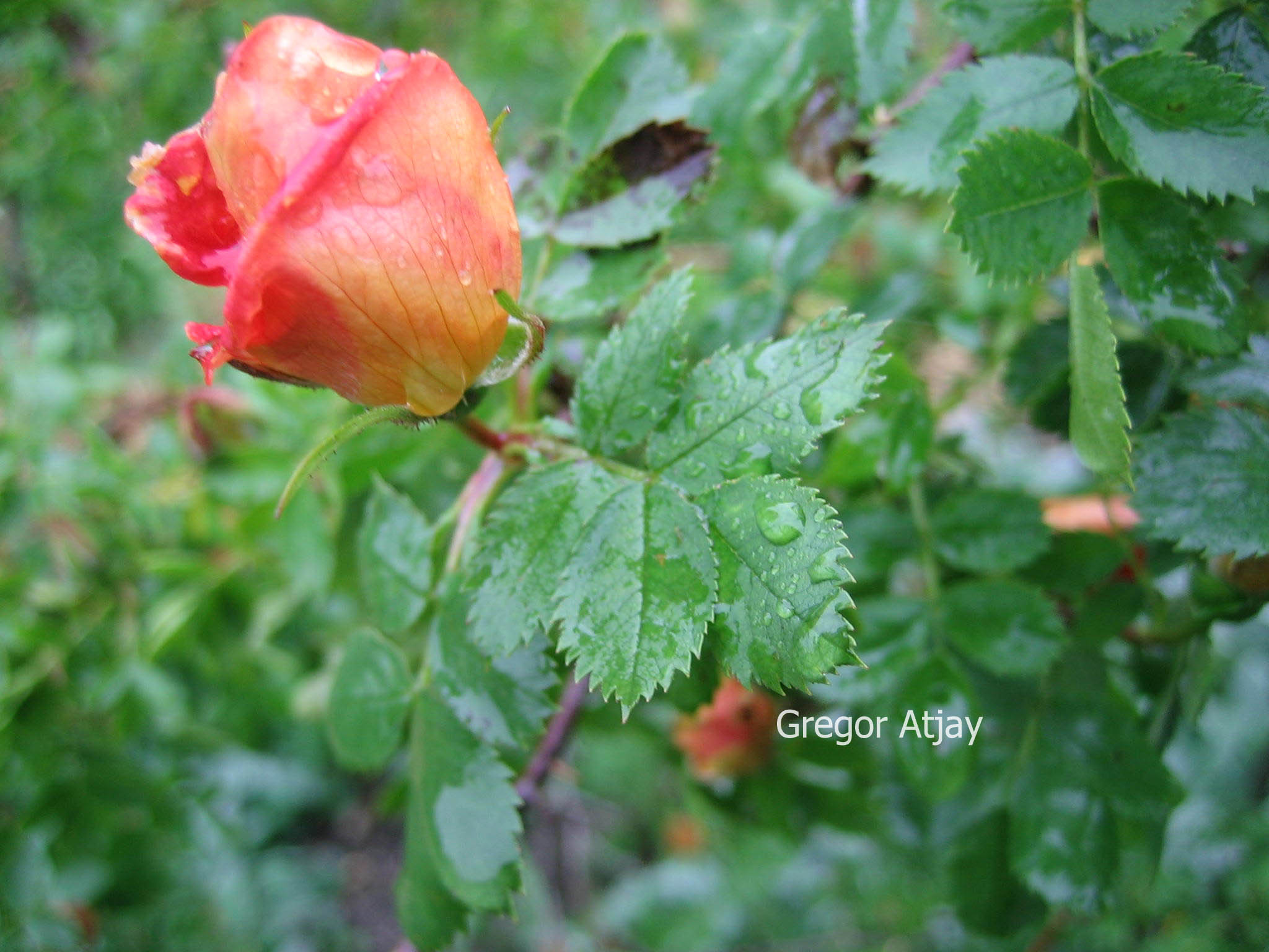Rosa foetida 'Bicolor'