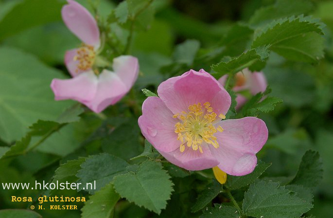 Rosa glutinosa Rosa glutinosa