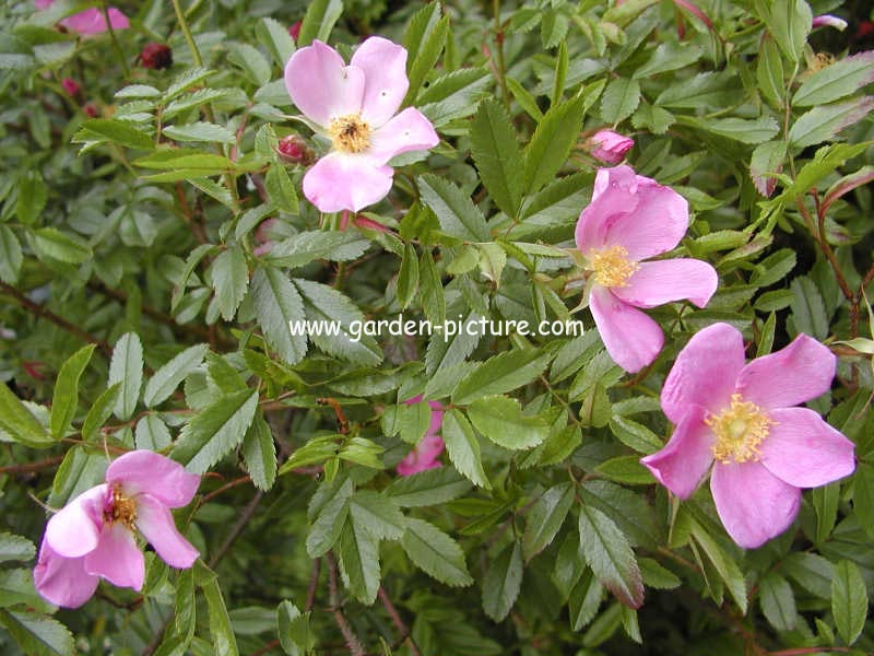 Rosa nitida Rosa nitida