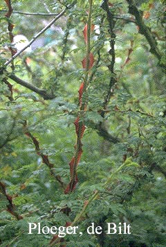 Rosa omeiensis 'Pteracantha'