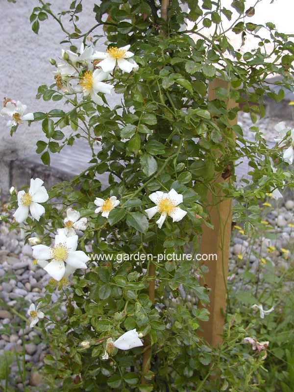 Rosa wichuraiana