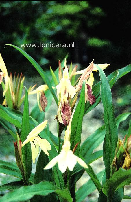 Roscoea auriculata
