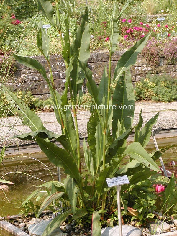 Rumex hydrolapathum (85861)