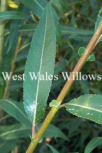 Salix pentandra (87008)