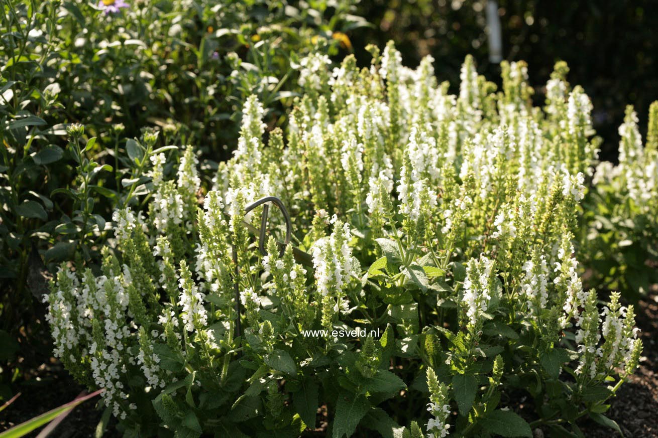 Salvia nemerosa 'Flor Sal White' (SENSATION WHITE) Salvia nemerosa 'Flor Sal White' (SENSATION WHITE)