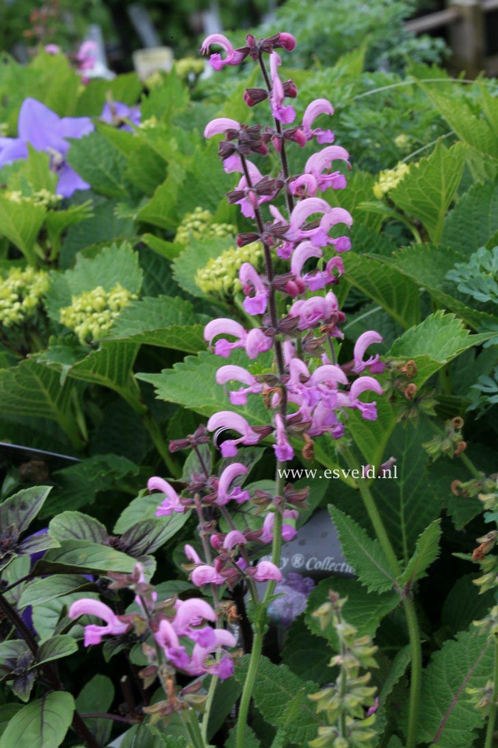 Salvia pratensis 'Pink Delight' Salvia pratensis 'Pink Delight'