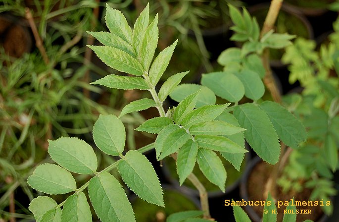 Sambucus palmensis (81799)