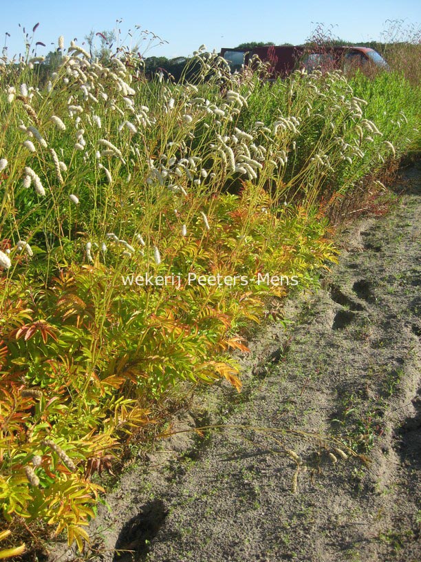 Sanguisorba dodecandra (84286)