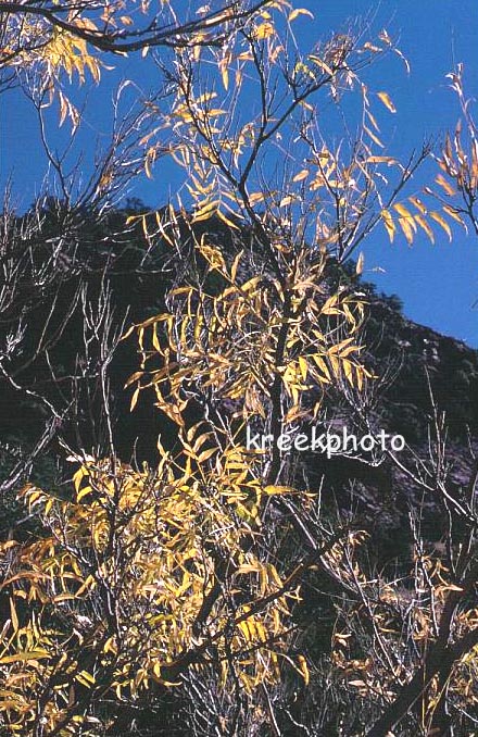 Sapindus saponaria Sapindus saponaria