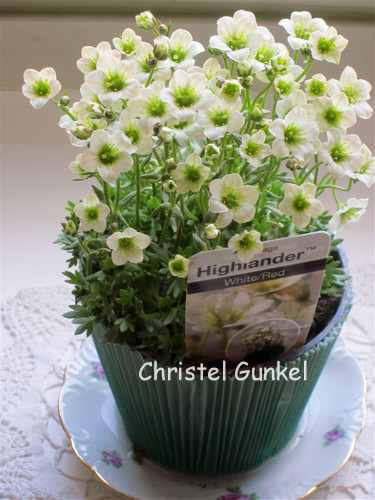 Saxifraga 'Highlander White and Red' (82912)