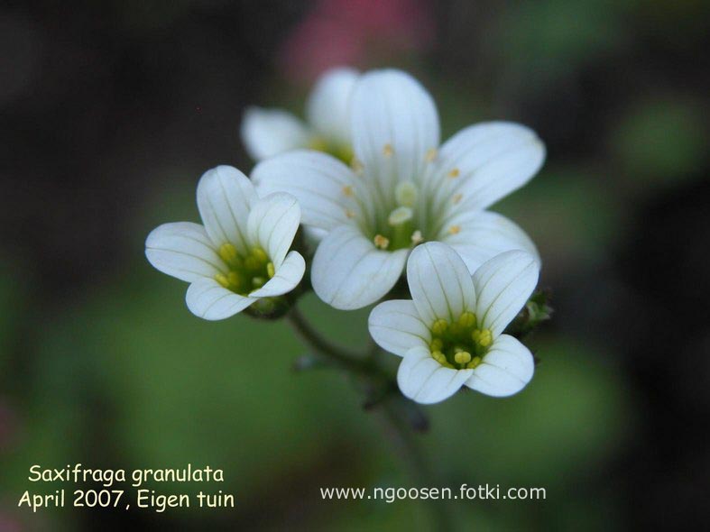 Saxifraga granulata Saxifraga granulata