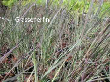 Schizachyrium scoparium 'The Blues'