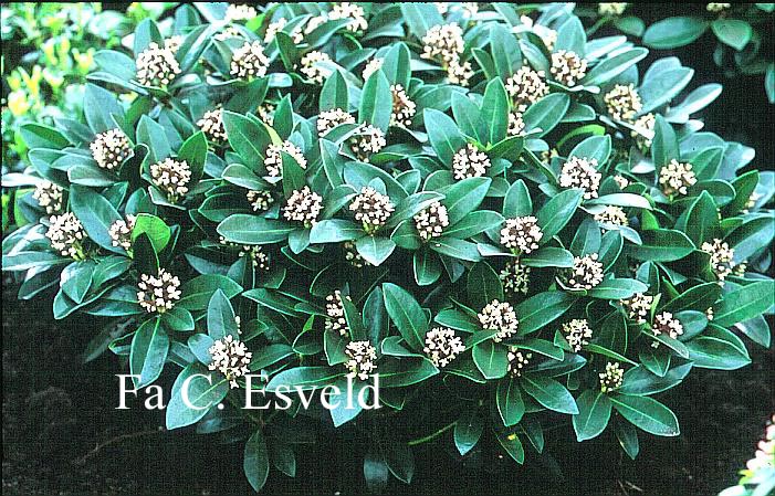 Skimmia japonica 'Olympic Flame'