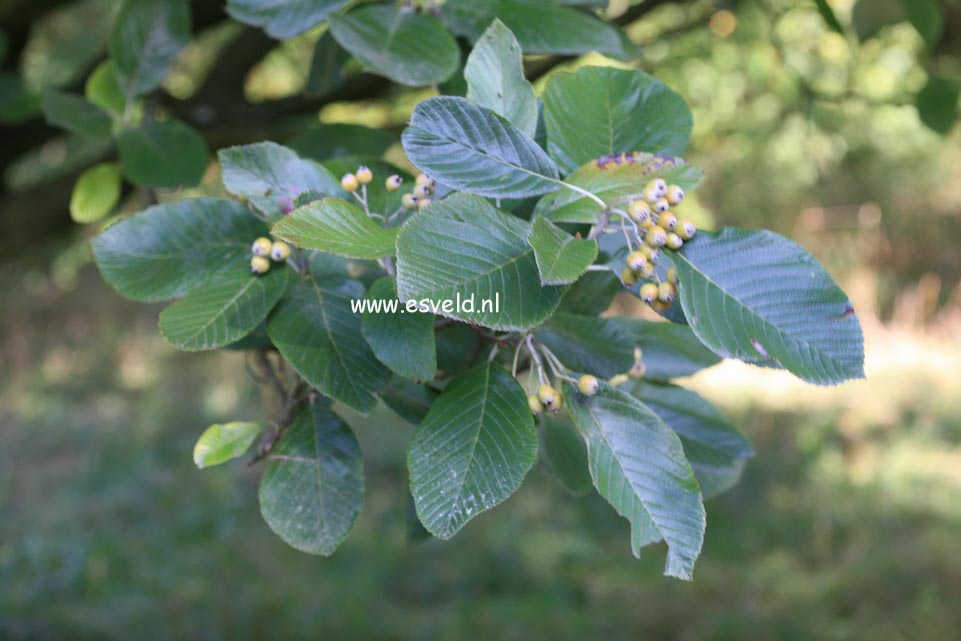 Sorbus aria 'Majestica' (24474)