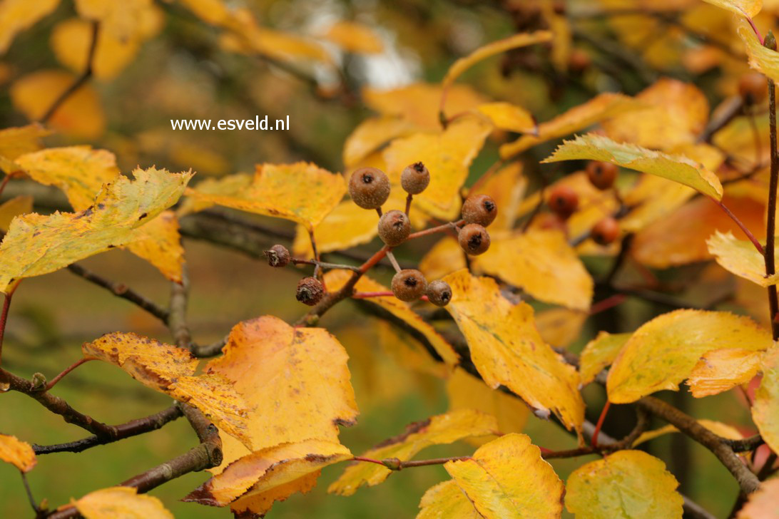 Sorbus devoniensis (36694)