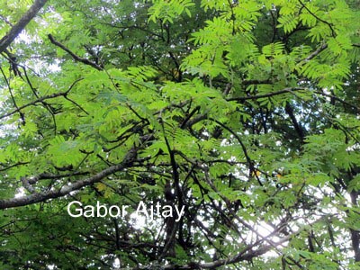 Sorbus hupehensis aperta (56969)
