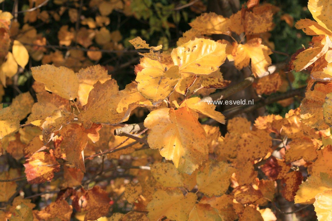 Sorbus latifolia