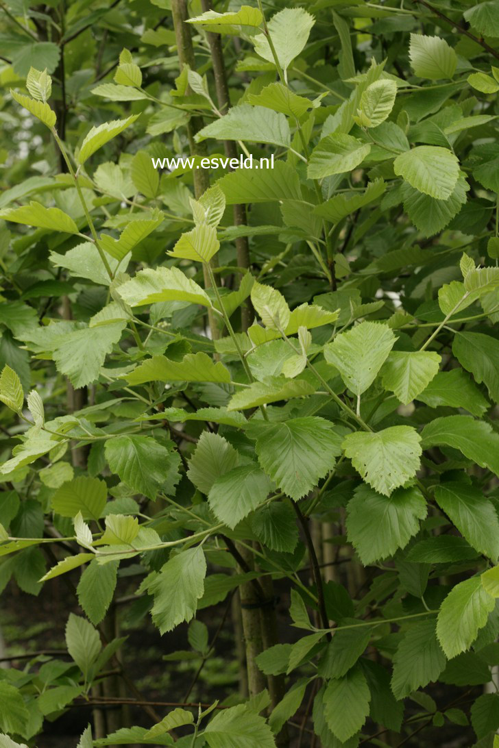 Sorbus redliana