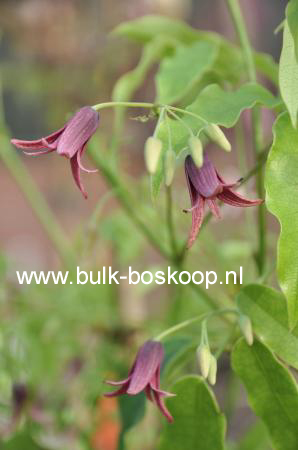 Stauntonia purpurea (54052)