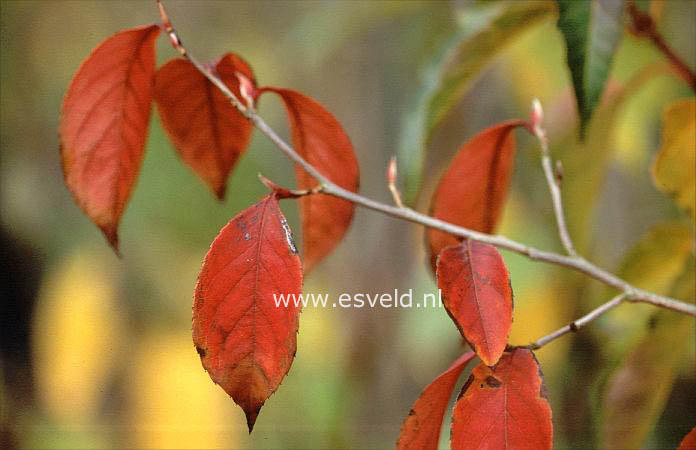 Stewartia rostrata 'Hulsdonk Pink' (19228)