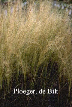 Stipa tenacissima