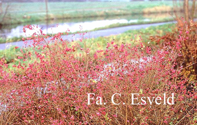 Symphoricarpos doorenbosii 'Magic Berry' (13537)