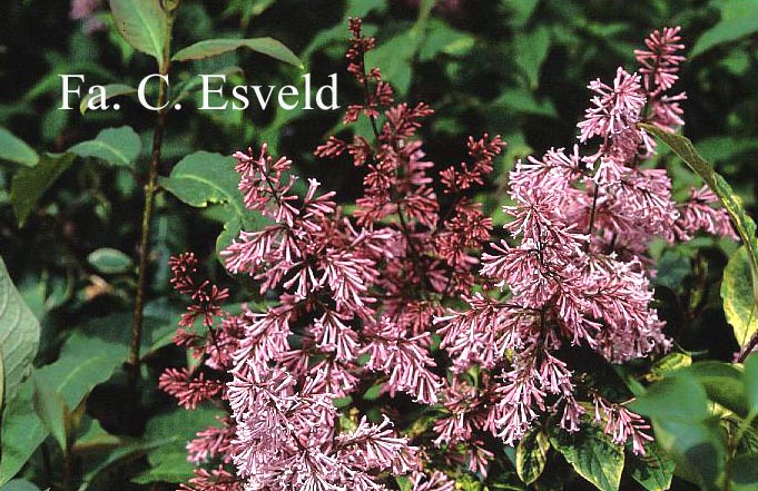 Syringa 'Basia' (15465)