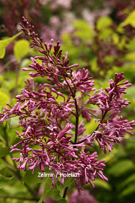 Syringa 'Calphurnia'